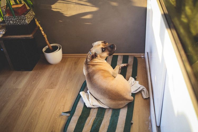 Perro tumbado sobre la alfombrilla