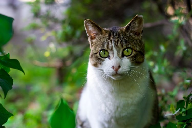 Gato de ojos verdes