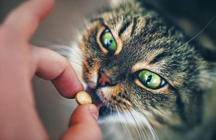 El gato come vitaminas