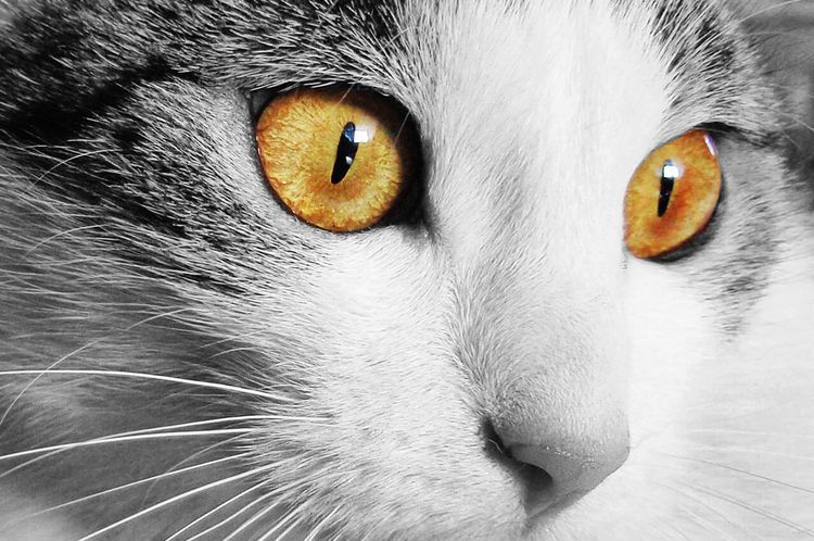 Gato de ojos amarillos