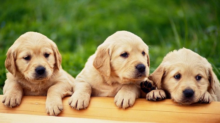 Cachorros de golden retriever