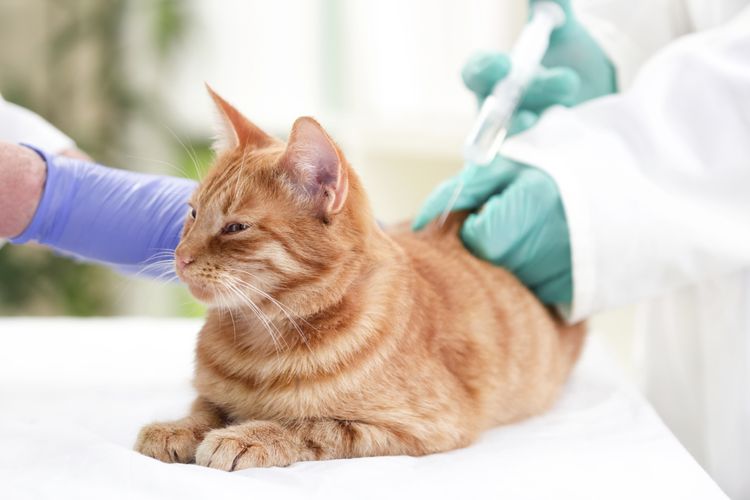 Se le aplica la vacuna al gato.