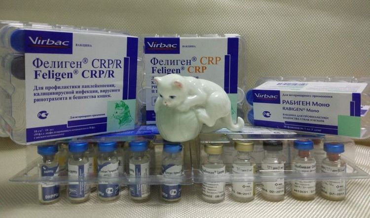 Vacuna para gatos Feligen