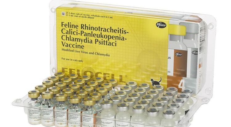 Felocel - vacuna para gatos