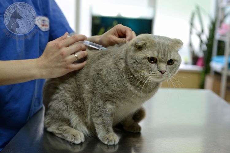 Vacunación de la gata con Felocel