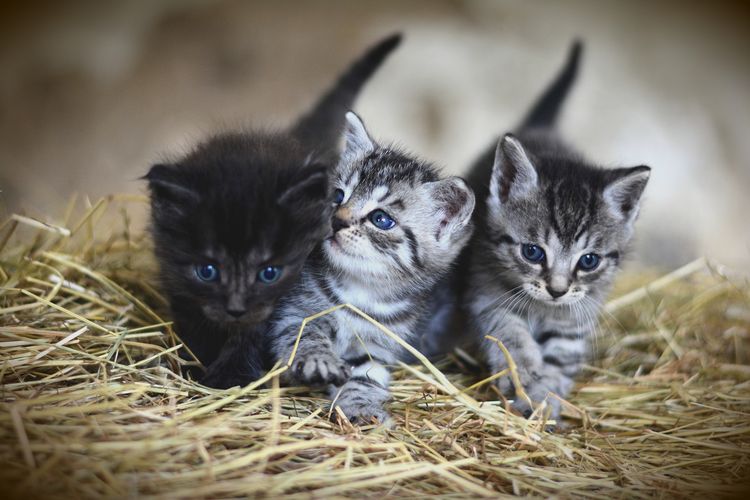 Gatitos