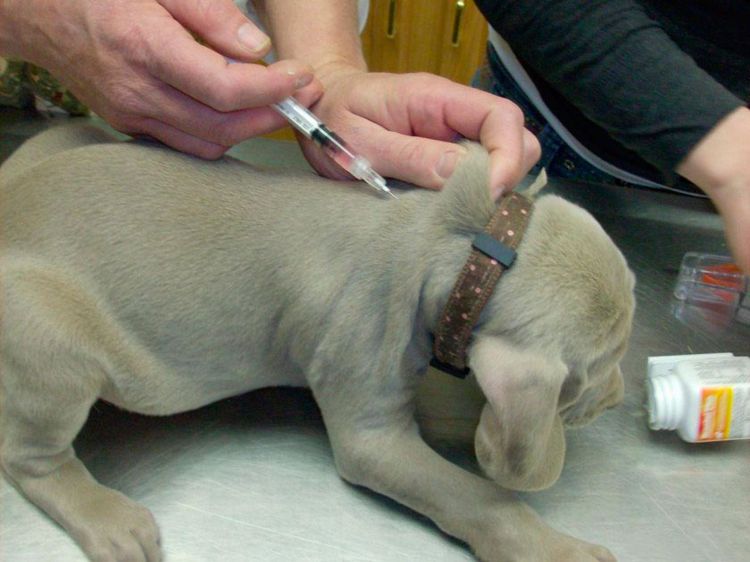 Inyección subcutánea a un cachorro