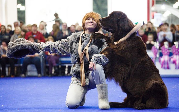 Perro en una exposición