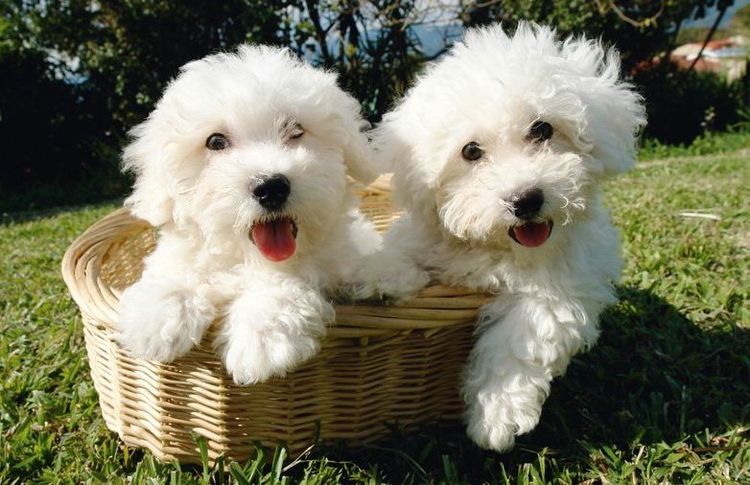 Bichón frisé