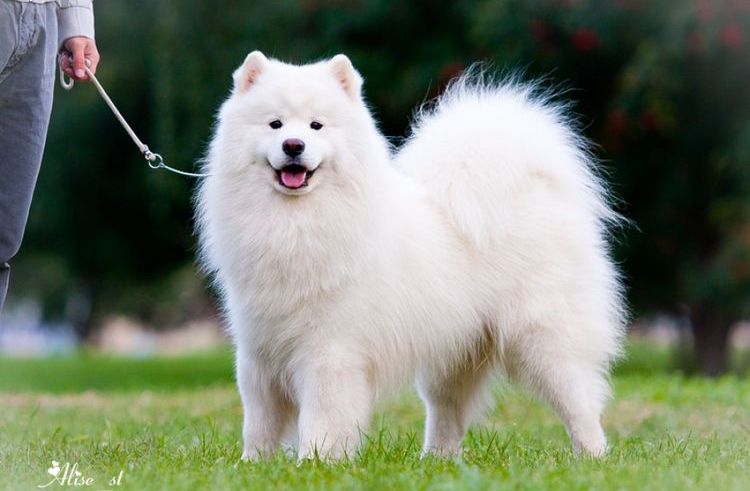 Samoyedo