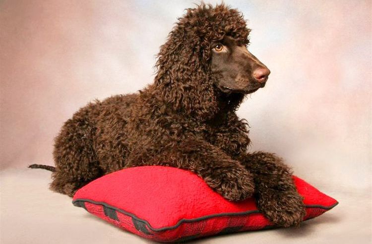 Spaniel de agua irlandés