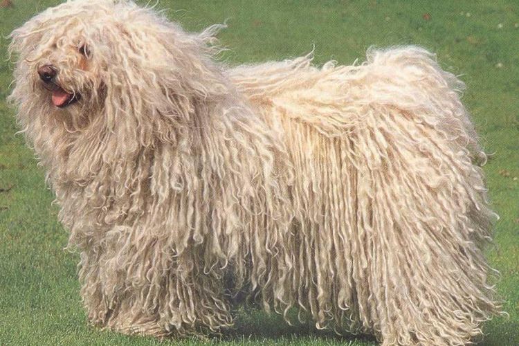 Puli (pastor húngaro)