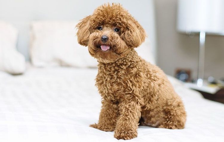 Caniche miniatura