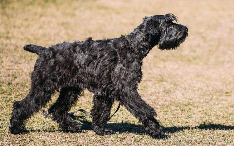Riesenschnauzer