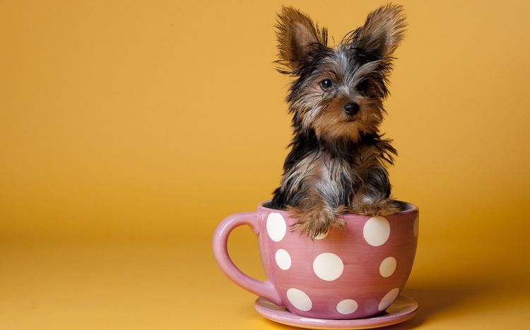Super mini yorkshire terrier