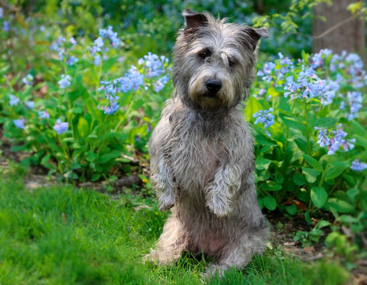Glen of Imaal Terrier sentado