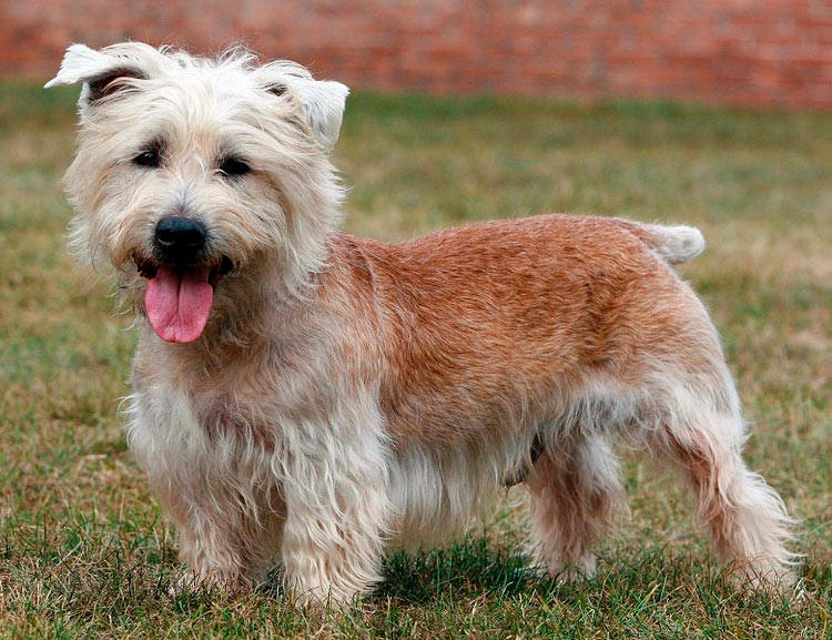 Glen of Imaal Terrier estándar
