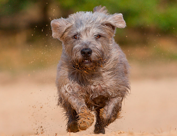 Glen of Imaal terrier corriendo