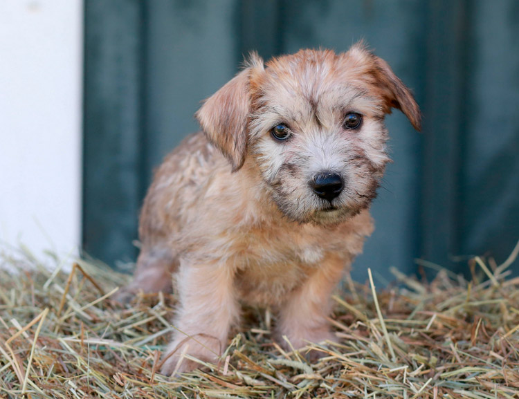 Cachorro de Glen of Imaal terrier