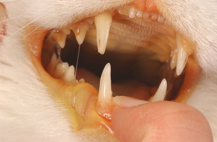Síntomas de la colangitis en gatos
