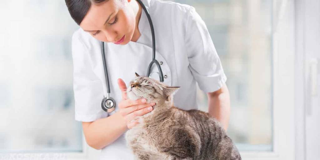 Examen del gato por el veterinario