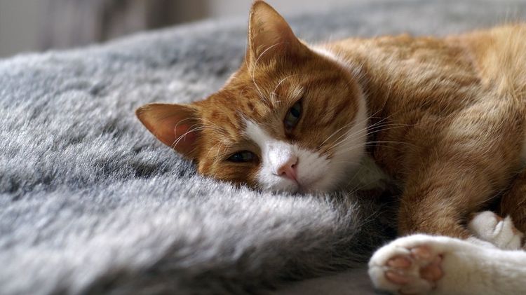 Gato rojo tumbado