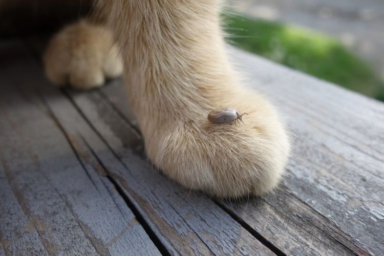 Garrapatas ixódidas en gatos
