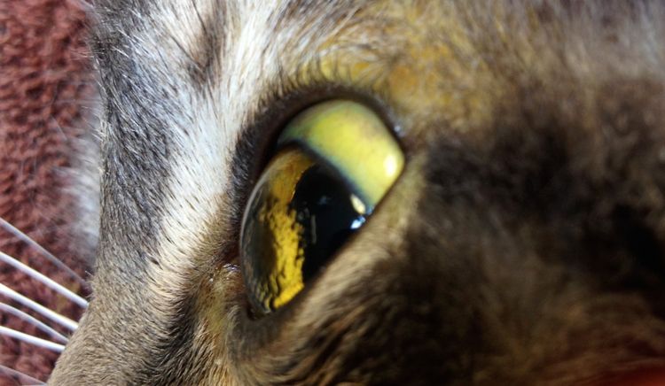 Ictericia de las mucosas en gatos