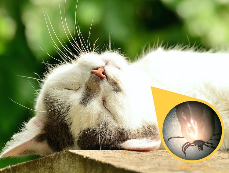 Garrapatas ixódidas en gatos