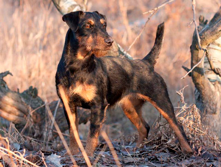 Jagdterrier de pelo duro