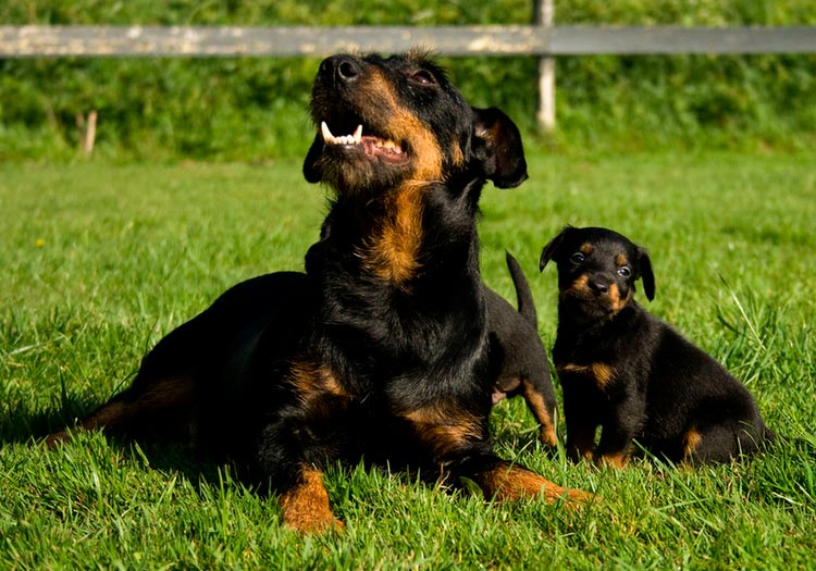 Jagdterrier alemán con cachorro