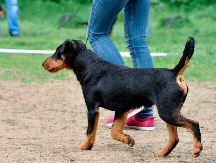 Foto del jagdterrier alemán