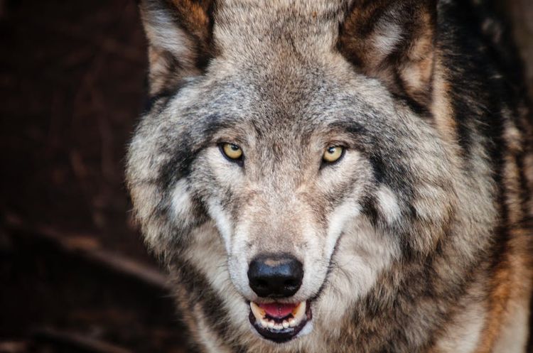 Lobo