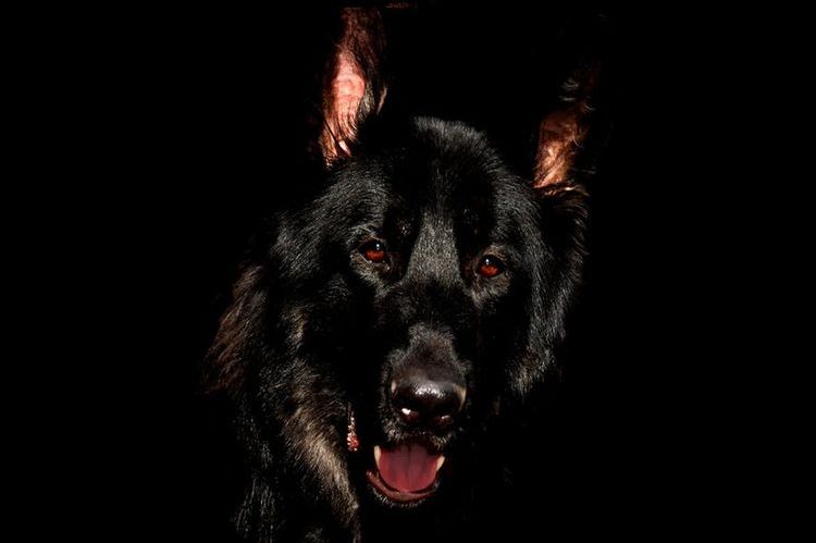 Perro negro