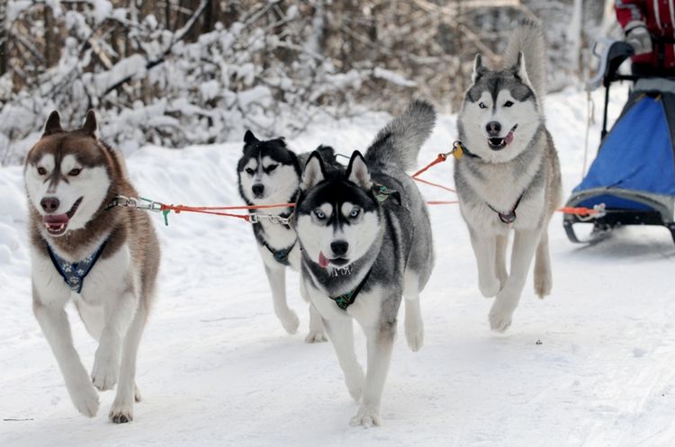 Husky en el trineo