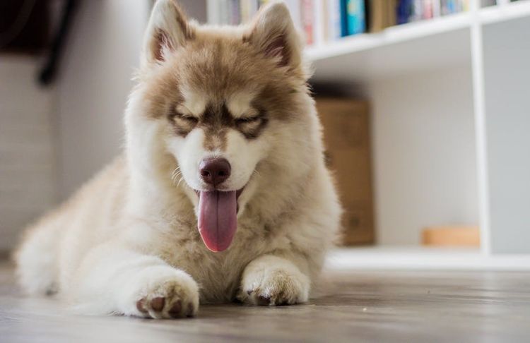 Husky con la lengua fuera