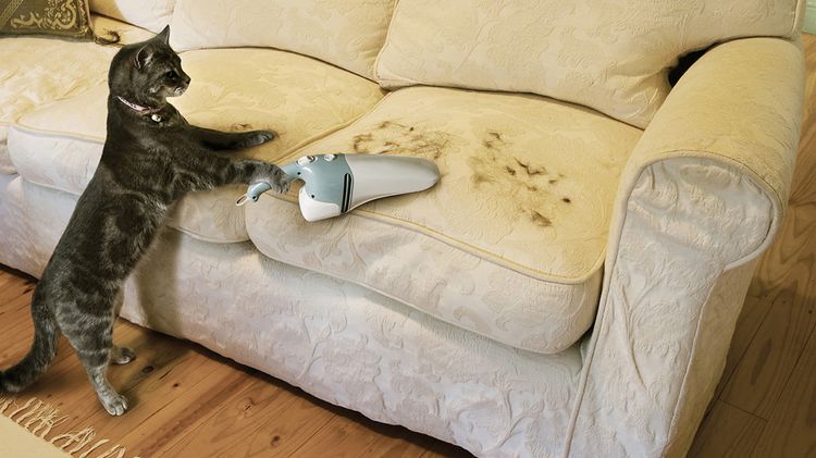 Cómo deshacerse del pelo de perro o gato en el piso