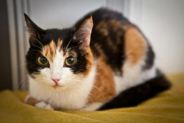 Gata tricolor