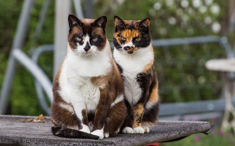 Apodos para gatas tricolor
