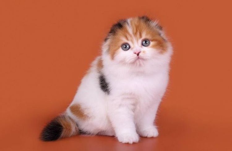 Gatito tricolor