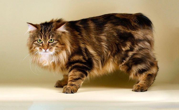 Bobtail tricolor