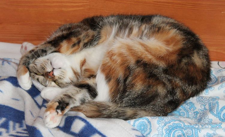 Gata tricolor durmiendo