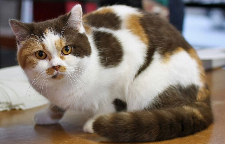 Lista de apodos para gatas tricolores
