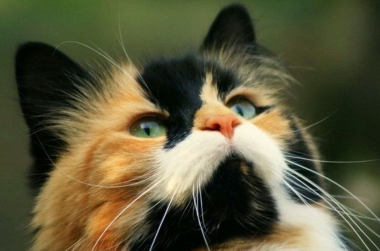 Cómo nombrar a una gata tricolor