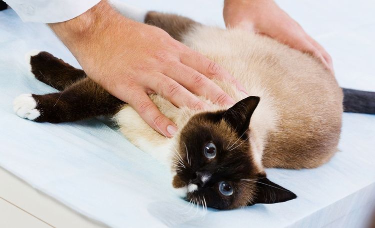 Preparación de la gata para la esterilización
