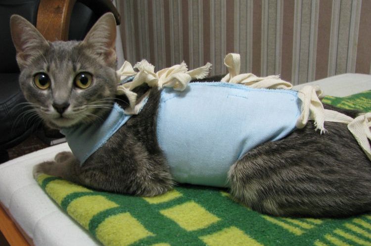 La gata después de la esterilización