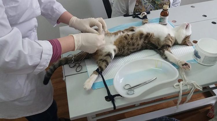Preparan a la gata para la esterilización