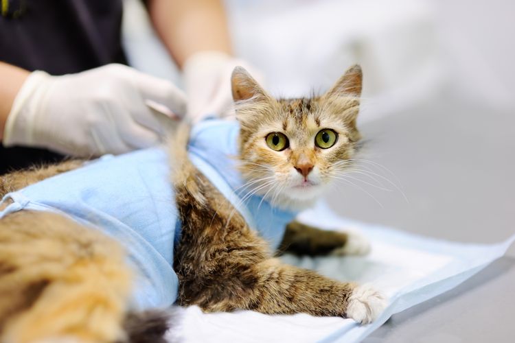 Esterilización de la gata