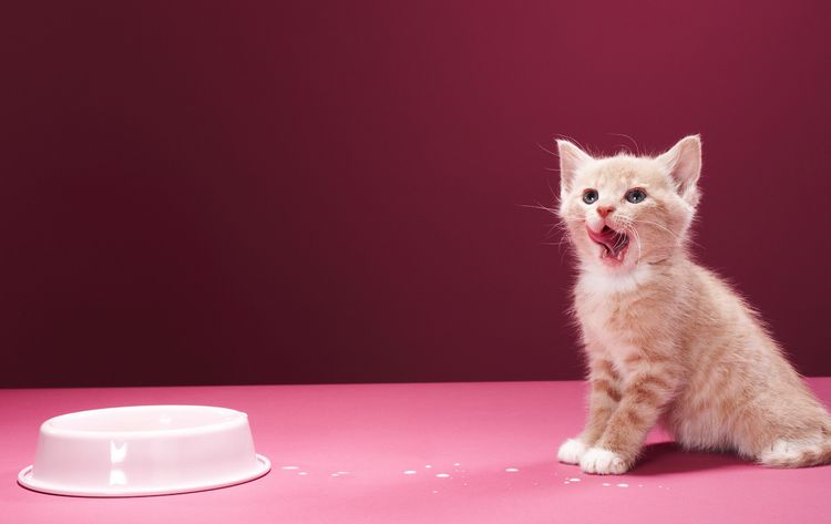 El gatito tiene hambre