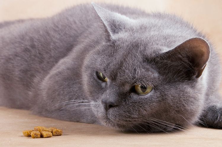 El gato se niega a comer